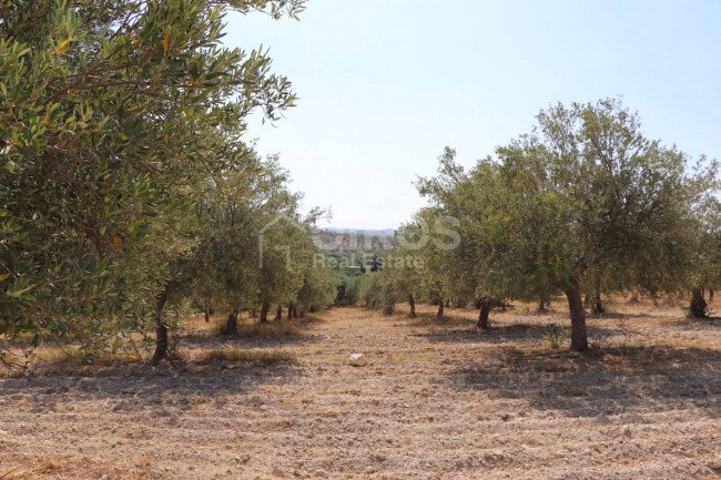 Terreno agricolo in vendita a Noto (SR)