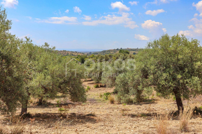 Terreno agricolo in vendita a Avola (SR)