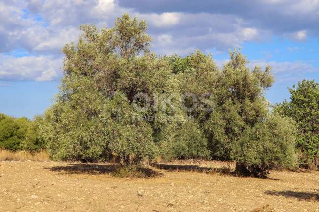 Terreno agricolo in vendita a Avola (SR)