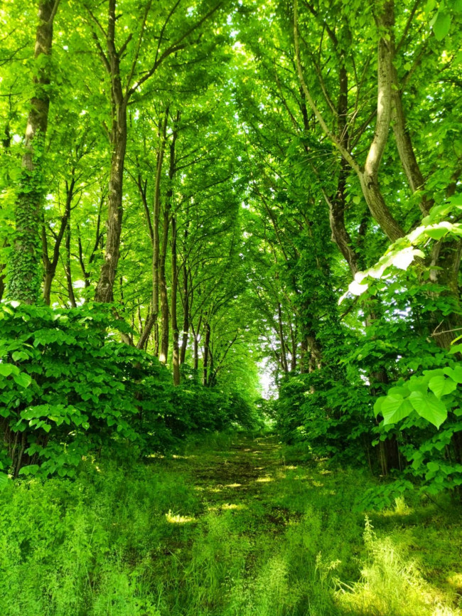 Casale di campagna in vendita a Vigevano