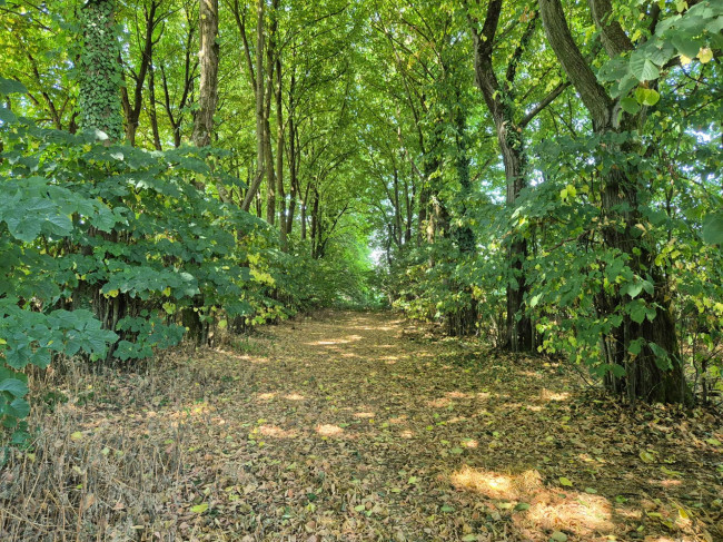 Casale di campagna in vendita a Vigevano