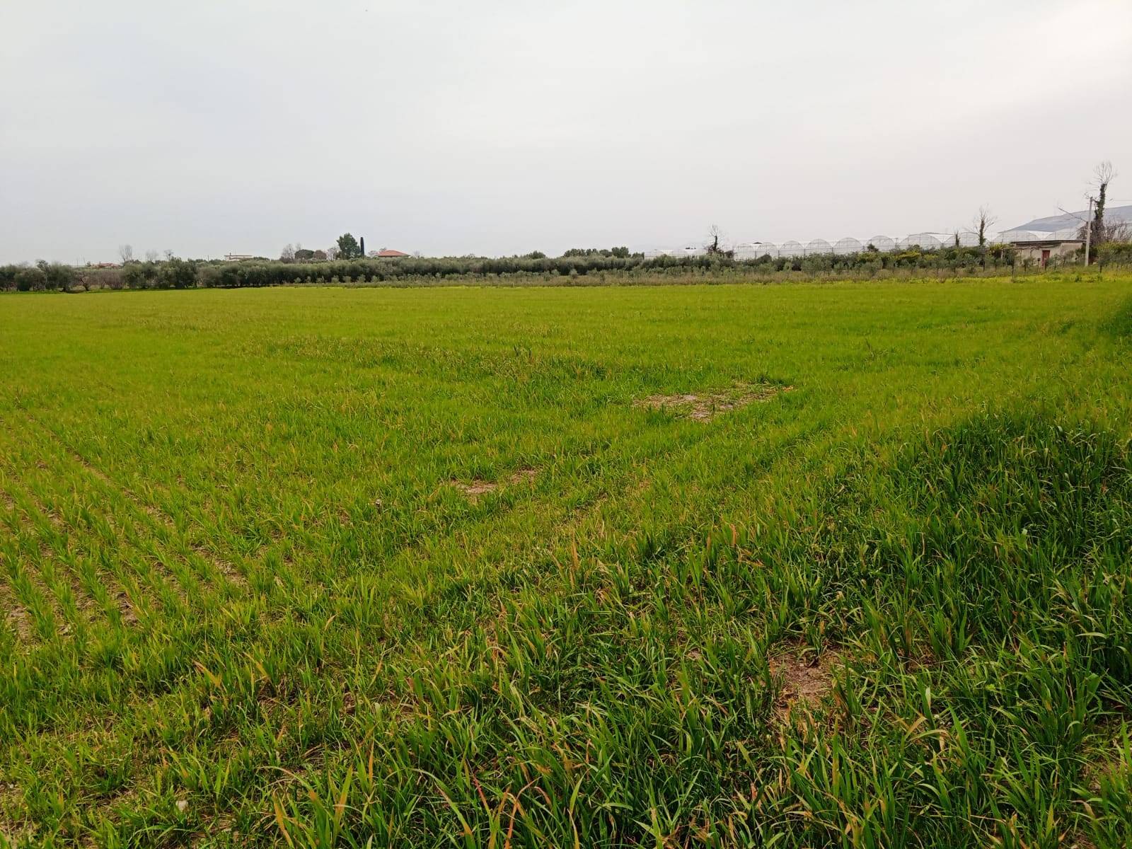 Terreno agricolo in vendita a Eboli (SA)