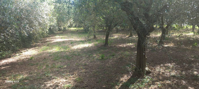 Terreno agricolo in vendita a Eboli (SA)