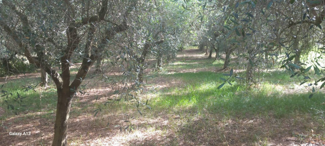 Terreno agricolo in vendita a Eboli (SA)