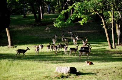 Terreno Agricolo  in <br/> vendita a Gattico-Veruno
