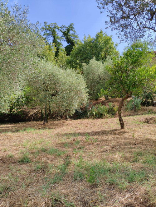 Terreno agricolo in vendita a Castel San Lorenzo (SA)