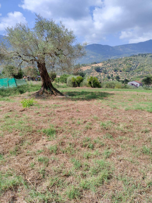 Terreno agricolo in vendita a Castel San Lorenzo (SA)