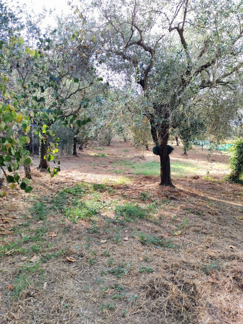 Terreno agricolo in vendita a Castel San Lorenzo (SA)