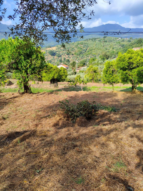 Terreno agricolo in vendita a Castel San Lorenzo (SA)