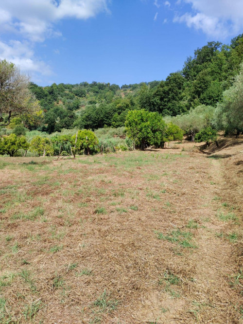 Terreno agricolo in vendita a Castel San Lorenzo (SA)