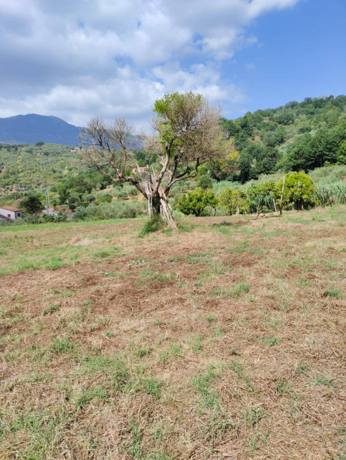 Terreno agricolo in vendita a Castel San Lorenzo (SA)