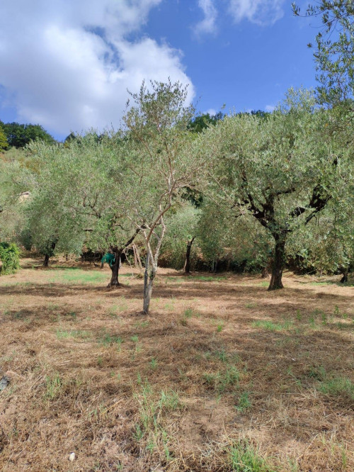 Terreno agricolo in vendita a Castel San Lorenzo (SA)