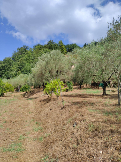 Terreno agricolo in vendita a Castel San Lorenzo (SA)