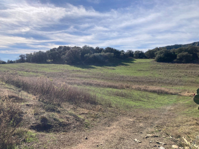 Terreno Agricolo  in <br/> vendita a Tortolì