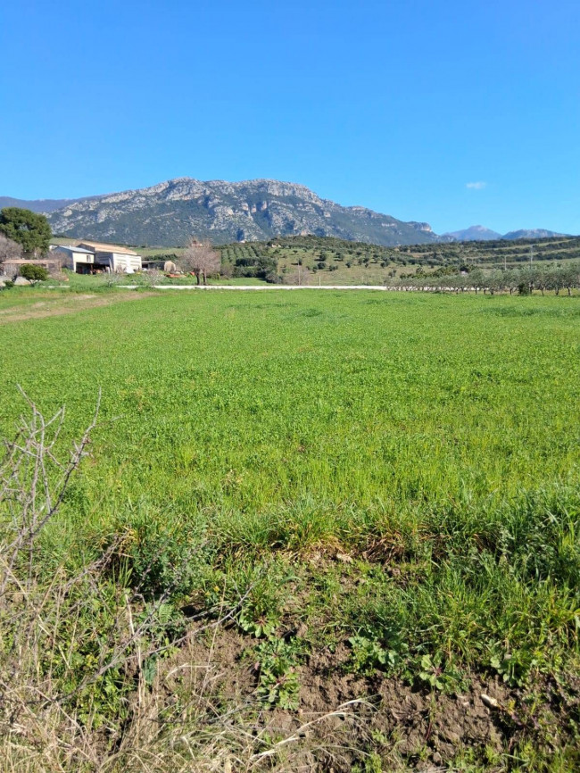 Terreno Agricolo  in <br/> vendita a Capaccio