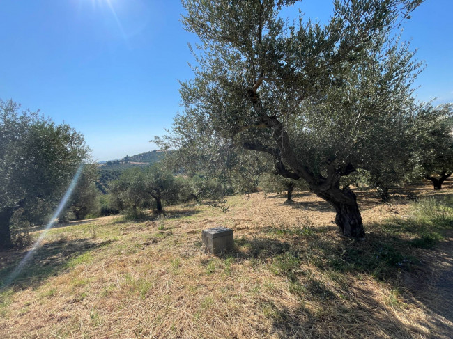 Villa Singola in vendita a Moscufo