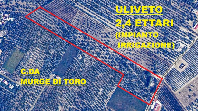 ULIVETO in vendita a Andria