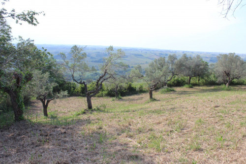Terreno Agricolo in vendita a Monteodorisio