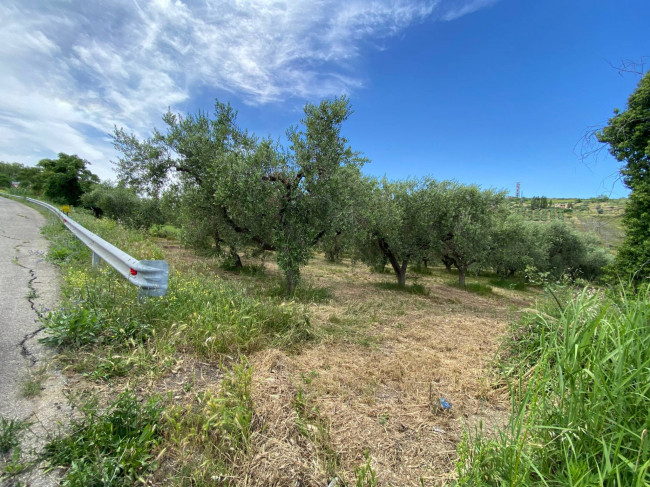 Terreno Agricolo in vendita a Cupello