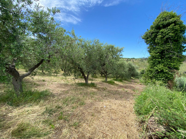 Terreno Agricolo in vendita a Cupello