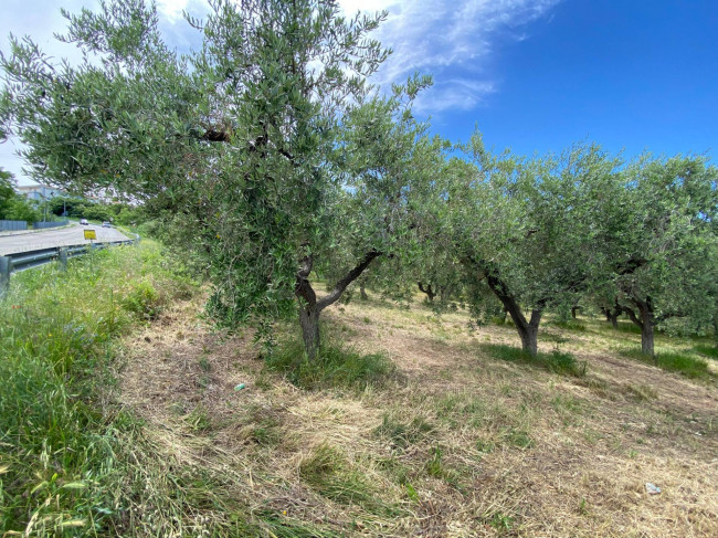 Terreno Agricolo in vendita a Cupello