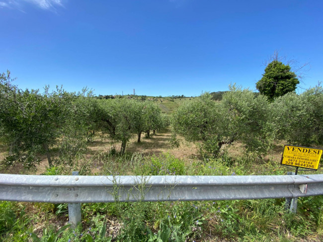 Terreno Agricolo in vendita a Cupello