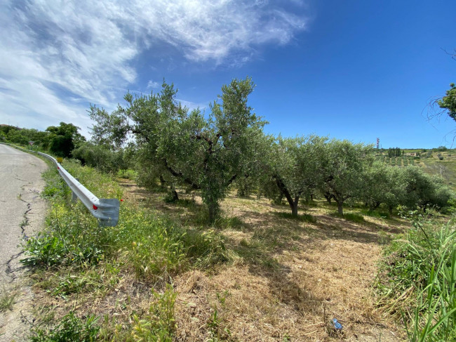 Terreno Agricolo in vendita a Cupello