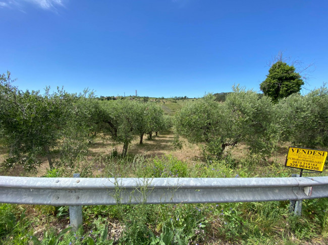 Terreno Agricolo in vendita a Cupello