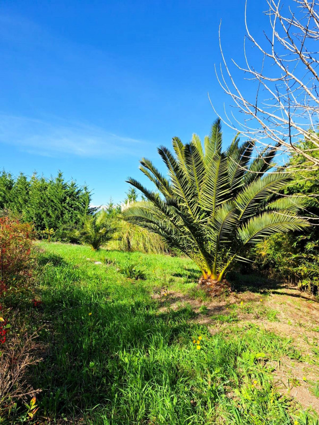 Terreno Agricolo in vendita a Cupello