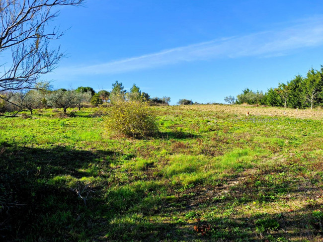 Terreno Agricolo in vendita a Cupello