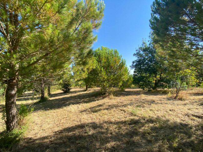 Terreno Agricolo in vendita a Cupello