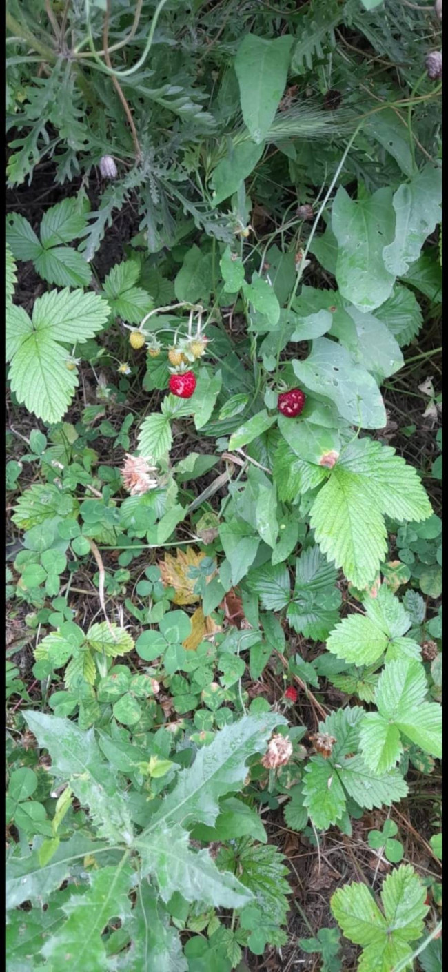 Terreno Agricolo in vendita a Cupello