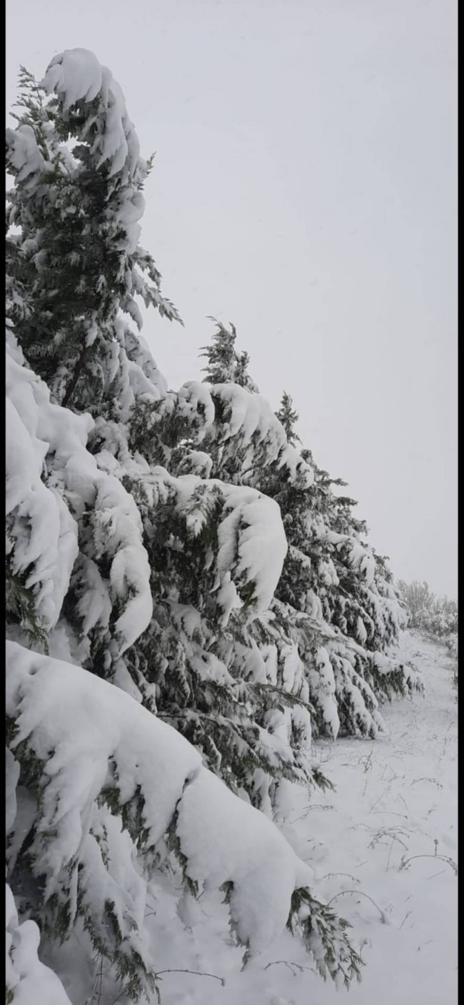 Terreno Agricolo in vendita a Cupello