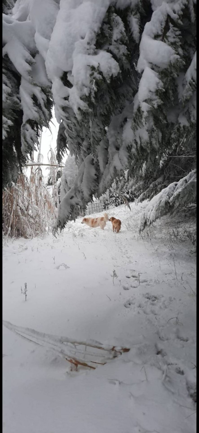 Terreno Agricolo in vendita a Cupello