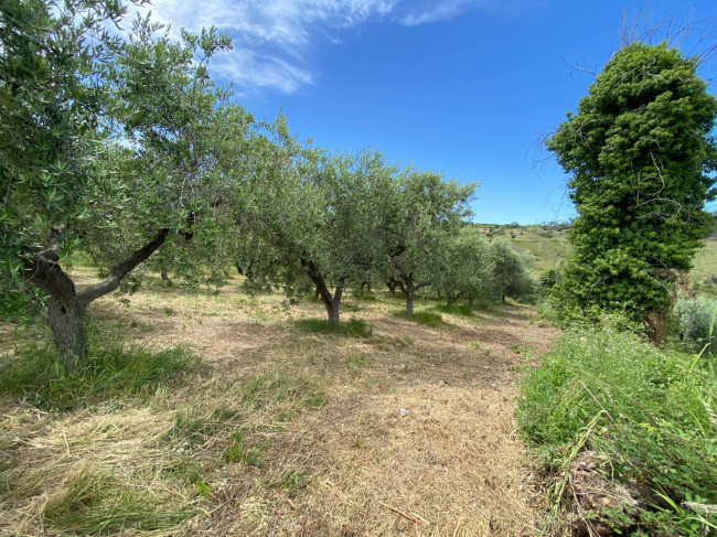 Terreno Agricolo in vendita a Cupello