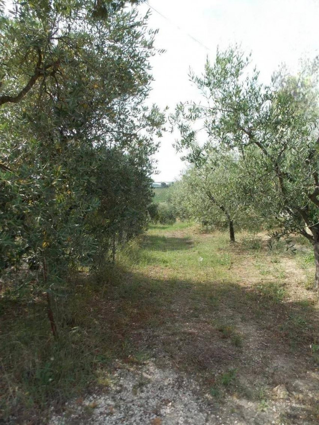 Casa indipendente in vendita a Offida