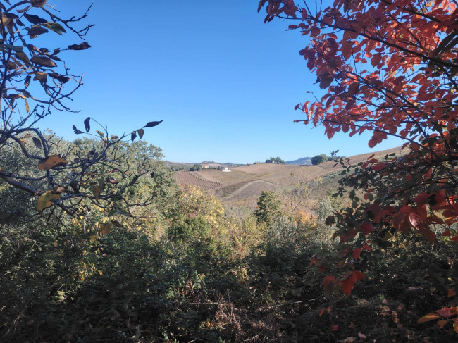 Casale Colonico in vendita a Offida