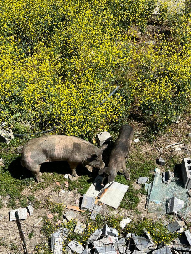 Villa singola in vendita a Catania