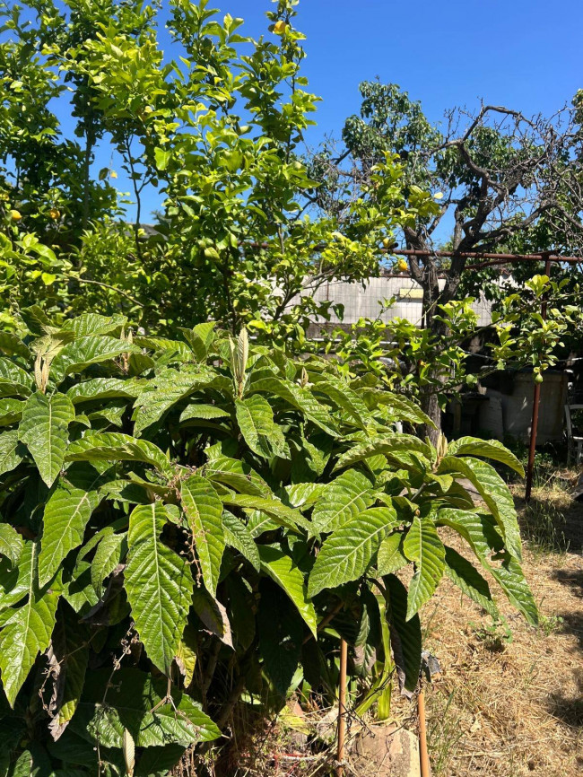 Terreno in vendita a San Giovanni la Punta