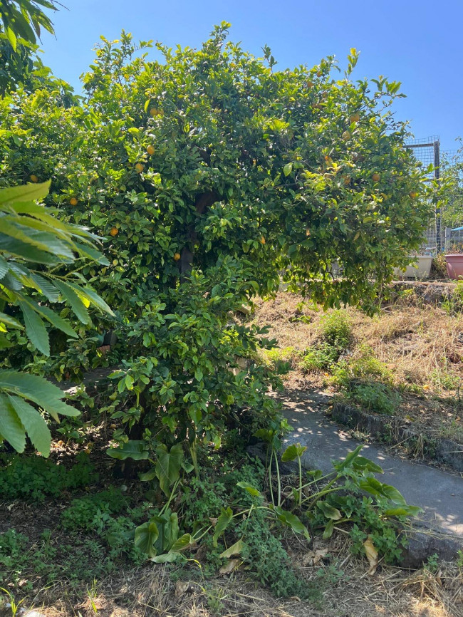 Terreno in vendita a San Giovanni la Punta