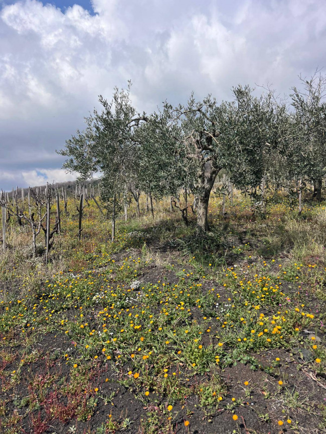 Terreno in vendita a Trecastagni