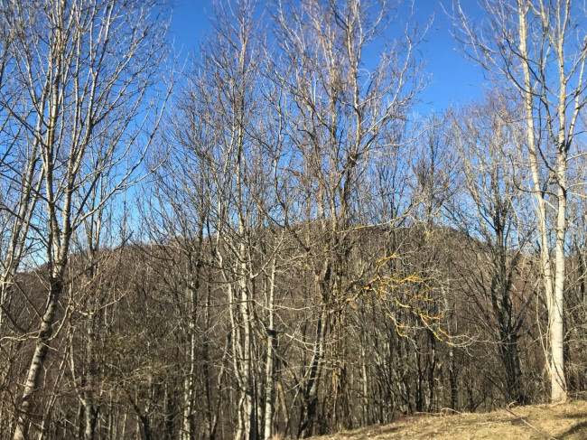 Casa indipendente in vendita a Torriglia (GE)