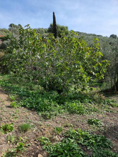 Villa in vendita a Imperia (IM)