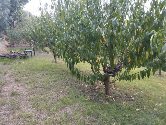 Terreno agricolo in vendita a Perinaldo (IM)