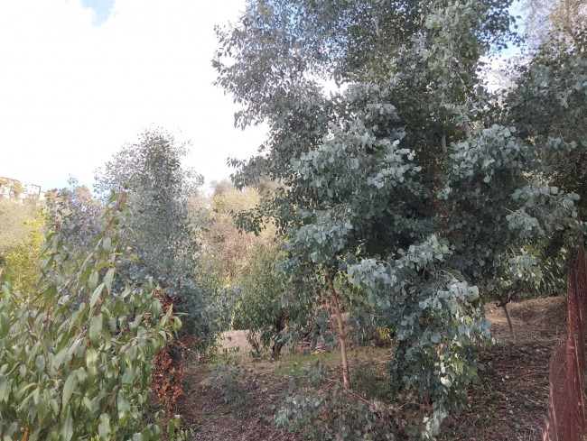 Terreno agricolo in vendita a Perinaldo (IM)