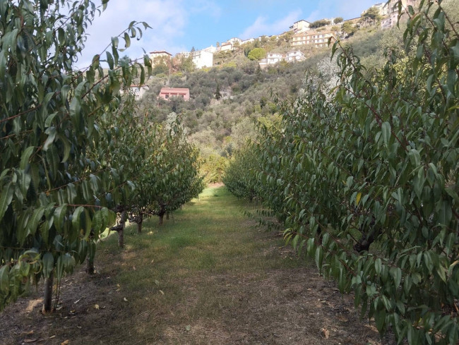 Terreno agricolo in vendita a Perinaldo (IM)