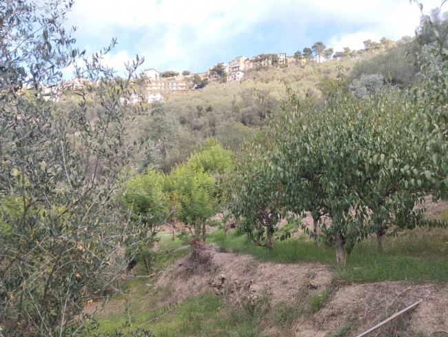 Terreno agricolo in vendita a Perinaldo (IM)