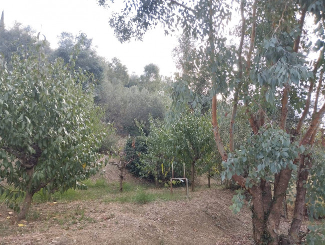 Terreno agricolo in vendita a Perinaldo (IM)