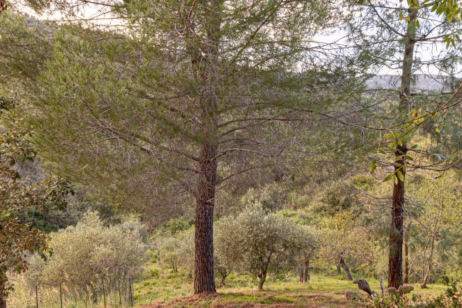 Casa singola in vendita a Pollina
