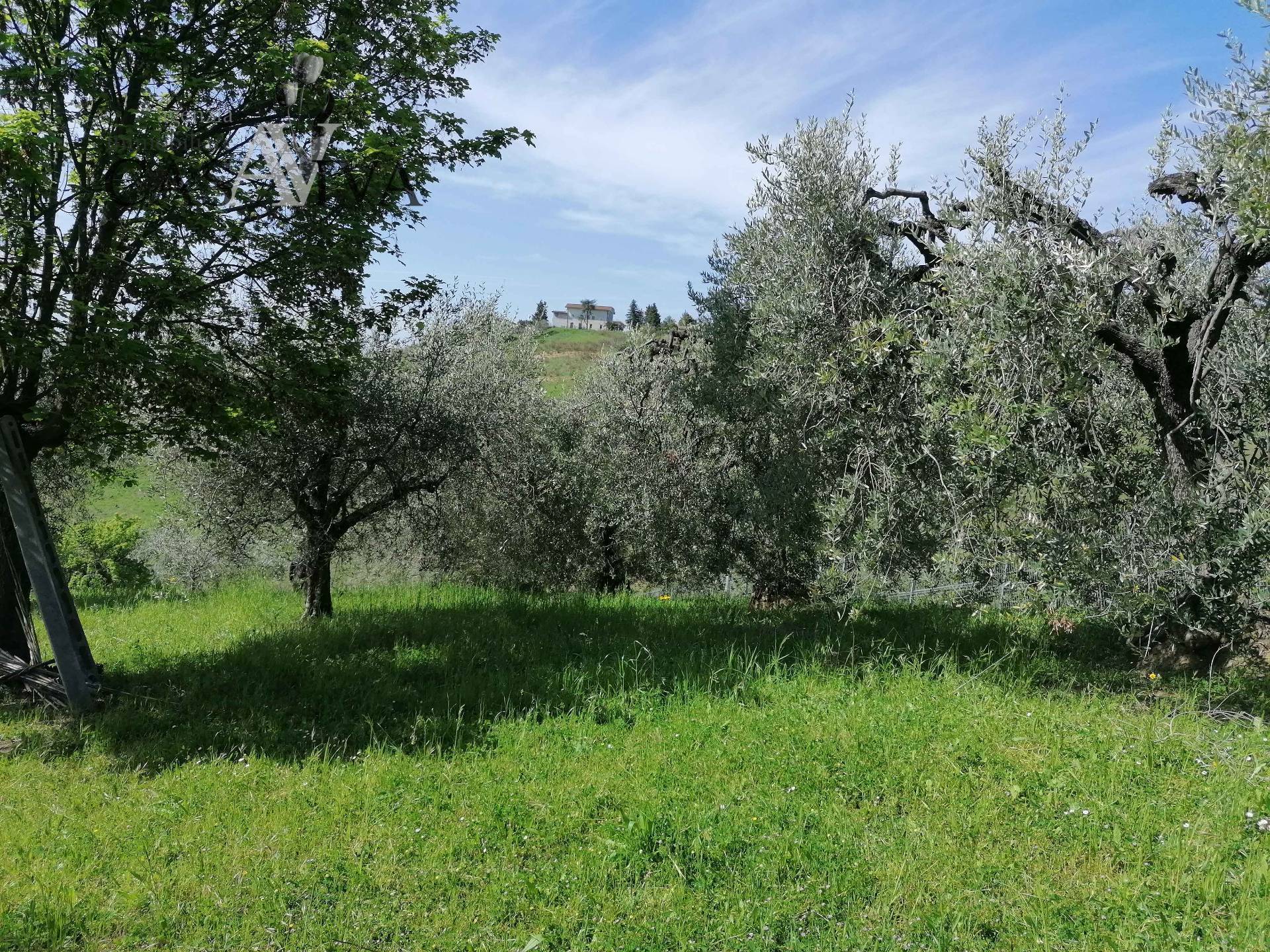 Terreno agricolo in vendita a Forola, Acquaviva Picena (AP)